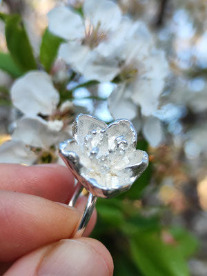 Kirschblüte