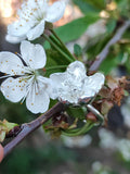 Kirschblüten Ring