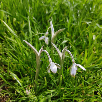 Schneeglöckchen für die Vase