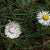 Gänseblümchen Anhänger