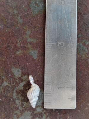 Muschel Anhänger mit Karabiner