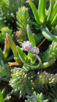 Sukkulenten Ring