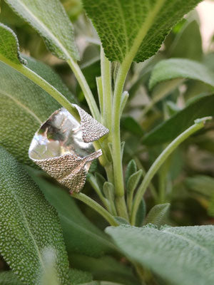 Salbei Ring