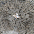 Zarter Flieder Blüten Ring