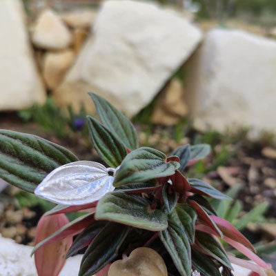 Zwergpfeffer Blatt Anhänger